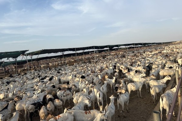 Saudi Arabia Integrates Sacrificial Animals’ Fee Into Hajj Fare