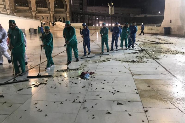 Experts to study sudden appearance  of grasshoppers in Makkah mosque