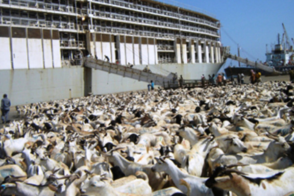 Somalia: Saudi lifts livestock export ban for Somaliland