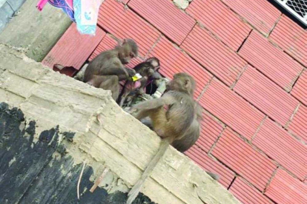 Primates wise up to tactics of municipality, avoid capture
