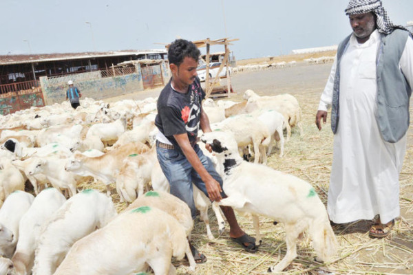 1.14 million heads of sheep to imported for sacrifice in Haj