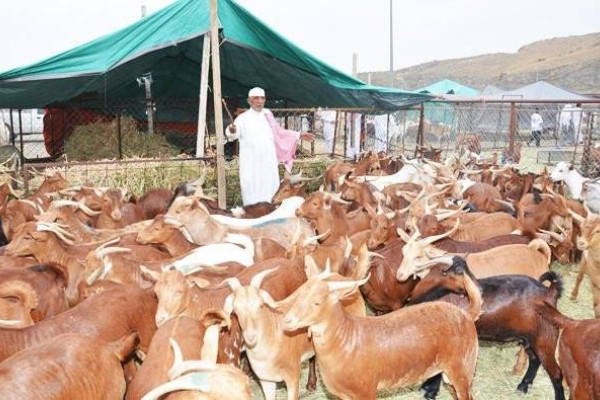 Barcode to track illegal sacrificial animals soon