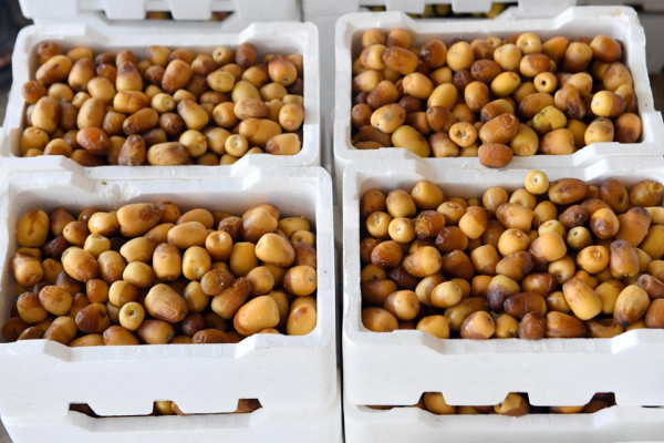Farmers in Madinah begin harvest of dates 
